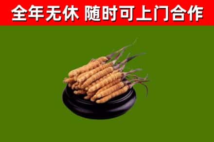 宁德回收散虫草